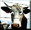mad_cow.gif (7919 bytes)